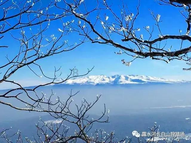 地司特肽,CAS号:272105-42-7